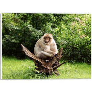 PVC Schuimplaat - Volwassen aap zit op boomstronk in de natuur - 40x30 cm Foto op PVC Schuimplaat (Met Ophangsysteem)