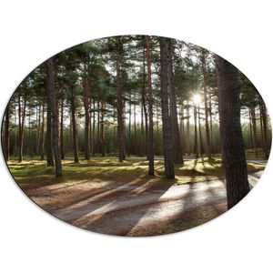 WallClassics - Dibond Ovaal - Wandelpaden in het Bos - 68x51 cm Foto op Ovaal (Met Ophangsysteem)