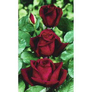 Roos Mister Lincoln - Rosa