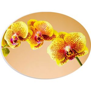 PVC Schuimplaat Ovaal - Oranjekleurige Orchidee op Oranje Achtergrond - 28x21 cm Foto op Ovaal (Met Ophangsysteem)
