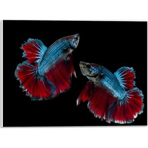 PVC Schuimplaat - Rood met Blauwe Siamese Vissen tegen Zwarte Achtergrond - 40x30 cm Foto op PVC Schuimplaat (Met Ophangsysteem)