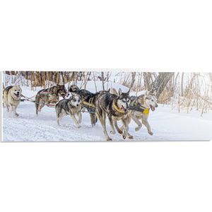 PVC Schuimplaat - Groep Slee-honden in Sneeuwlandschap - 60x20 cm Foto op PVC Schuimplaat (Met Ophangsysteem)