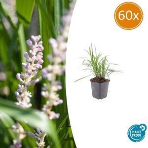 60x Liriope 'Monroe White' - Winterharde Siergras met bloei in late zomer - ca. 15cm hoog