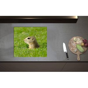 Inductieplaat Beschermer - Baby Goffer Komt uit de Grond - 57x52 cm - 2 mm Dik - Inductie Beschermer - Bescherming Inductiekookplaat - Kookplaat Beschermer van Zwart Vinyl