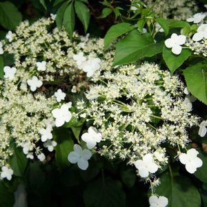 Klimhortensia - Hydrangea Petiolaris | Klimplant - Hortensia - Wit bloeiend met schermen van witte bloemen - Meerjarig en Winterharde tuinplanten - Typische klimrek planten | 3 liter pot