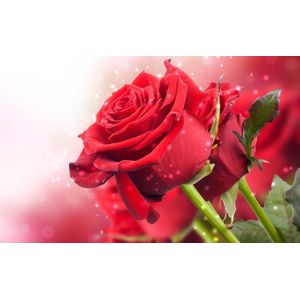 Diamond painting - formaat 40x50cm - vierkante steentjes - Prachtige rode roos