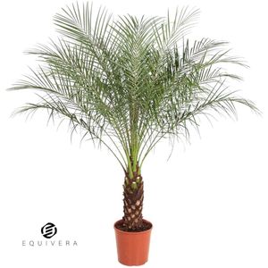 Equivera Phoenix Roebelenii - 150 cm - ø27