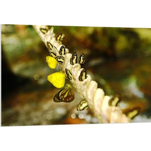 PVC Schuimplaat- Dik Gedraaid Touw vol Zwart met Gele Vlinders - 120x80 cm Foto op PVC Schuimplaat