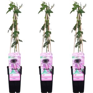 De Passiebloem, 3 Stuks, Klimplant, Opvallende Bloemen, Kleur Paars, Tropische Sferen, Passiflora Purple Haze - ↨65cm - Ø15