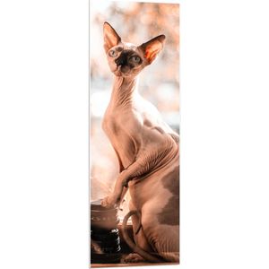 PVC Schuimplaat- Naaktkat bij Raam tussen Camera Spullen - 40x120 cm Foto op PVC Schuimplaat