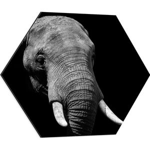 WallClassics - Dibond Hexagon - Grijze Olifant met Witte Slagtanden - Zwart Wit - 60x52.2 cm Foto op Hexagon (Met Ophangsysteem)