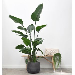 Strelitzia Nicolai - 170 cm - ⌀30