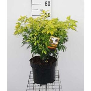 2 x Choisya tern. 'Lich'® ('sundance'®/'brica') - Mexicaanse Oranjebloesem , Glansmispel 30- 40 cm in pot