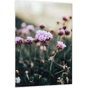 PVC Schuimplaat - Bloemen - Veld - Landschap - Natuur - Roze - 100x150 cm Foto op PVC Schuimplaat (Met Ophangsysteem)