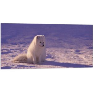 WallClassics - Vlag - Witte Vos in de Sneeuw met Paarse Gloed - Poolvos - 100x50 cm Foto op Polyester Vlag