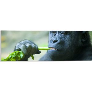 PVC Schuimplaat - Jonge Gorilla van Dichtbij - 60x20 cm Foto op PVC Schuimplaat (Met Ophangsysteem)