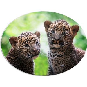 PVC Schuimplaat Ovaal - Panter Welpen op Sri Lanka - 96x72 cm Foto op Ovaal (Met Ophangsysteem)