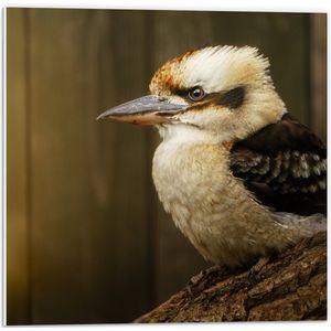 PVC Schuimplaat- Zijaanzicht van Lachende Kookaburra Vogel op Boomstronk - 50x50 cm Foto op PVC Schuimplaat