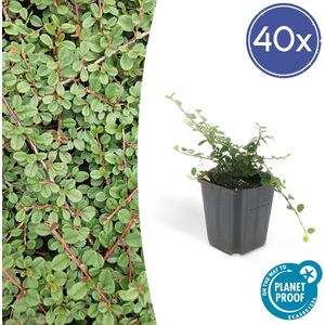 Tuinplantenshop.com | Cotoneaster prostratus 'Queen of Carpets' | 40 stuks - Ø9cm - 10-25cm hoog - Tuinplant