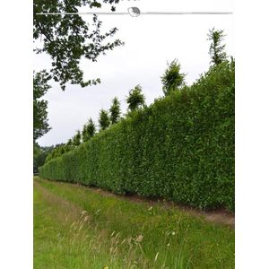 Laurier Prunus Caucasica 60-80 cm in Pot, 7x Haagplant