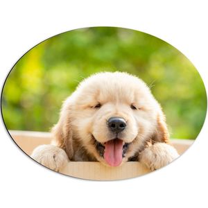 Dibond Ovaal - Blije Golden Retriever Puppy in Kartonnen Doos - 68x51 cm Foto op Ovaal (Met Ophangsysteem)