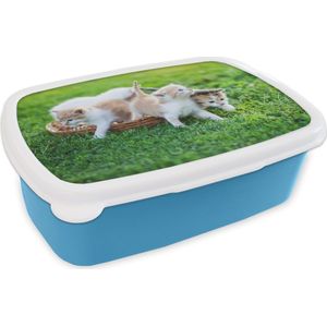 Broodtrommel Blauw - Lunchbox - Brooddoos - Kittens - Kat - Mand - Meisjes - Kinderen - Jongens - Kids - 18x12x6 cm - Kinderen - Jongen