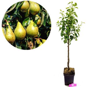 Pyrus communis 'Concorde', Perenboom, 5 liter pot