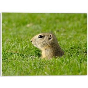 PVC Schuimplaat- Baby Goffer Komt uit de Grond - 40x30 cm Foto op PVC Schuimplaat