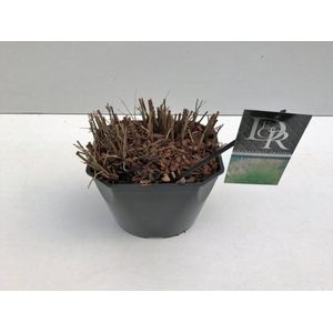 Plants Online - Tuinplanten - Siergrassen - Set van 5 - Miscanthus sinensis 'Kleine Silberspinne' - 5 liter pot - Plant cm