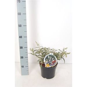 Plants Online - Tuinplanten - Heesters - Set van 1 - Buddleja 'White Ball' - 3 liter pot - Plant cm