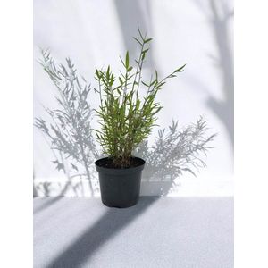 Fargesia jiuzhaigou Limited - Set van 6 - Niet woekerend - Winterhard - Groenblijvend - Tuinplanten - 30+ cm in 2.5 Liter pot (18 cm diameter) - Rode bamboe planten