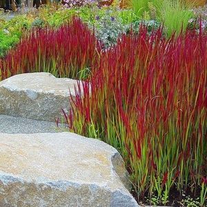 6 x Japans Bloedgras Rood|Groen - Winterhard Siergras - Tuinplanten - Imperata Red Baron in 9x9cm pot met hoogte 5-10cm