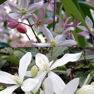2 x Groenblijvende Clematis Klimplanten mix: Clematis Apple Blossom (Roze) + Clematis Armandii (Wit) - Meerjarige, Groenblijvende (Wintergroen) en Winterharde planten | 2 x 1,5 liter pot