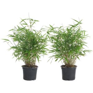 2x Fargesia Formidable – Bamboe – Tuinplant – Winterhard - ⌀17 cm - 40-50 cm