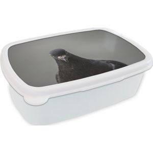 Broodtrommel Wit - Lunchbox - Brooddoos - Een prachtige duif op een grijze achtergrond - 18x12x6 cm - Volwassenen