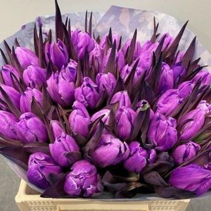 Verse Tulpen -  Milka - 50 stuks