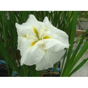 Witte japanse iris (Iris Kaempferii 'White Ladies') - Vijverplant - 3 losse planten - Om zelf op te potten -  Vijverplanten Webshop