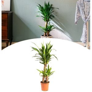 NatureNest - Palmlelie - Yucca - Groot - 80-85cm