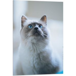 WallClassics - Vlag - Omhoogkijkende Kat met Blauwe Ogen - 60x90 cm Foto op Polyester Vlag