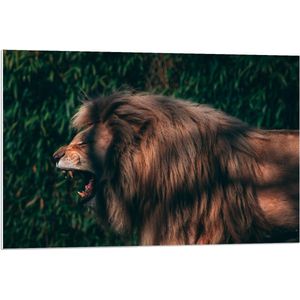 Forex - Leeuw in de Schaduw - 90x60cm Foto op Forex