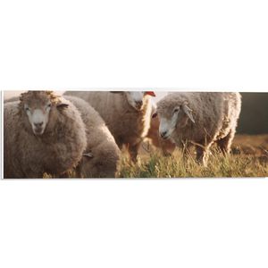 PVC Schuimplaat- Kudde Witte Wollen Schapen Etend in de Wei - 60x20 cm Foto op PVC Schuimplaat