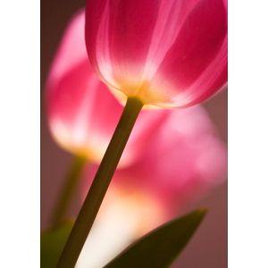 Dibond - Bloem - Tulp in wit / roze / groen - 50 x 75 cm.