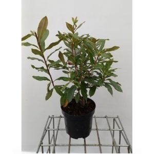 Azalea mollis (wit) - Tuinazalea 40- 50 cm in pot