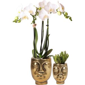 Planten set Face-2-face gold | Set met witte Phalaenopsis Orchidee Ø9cm en groene plant Succulent Ø6cm | incl. keramieken sierpotten