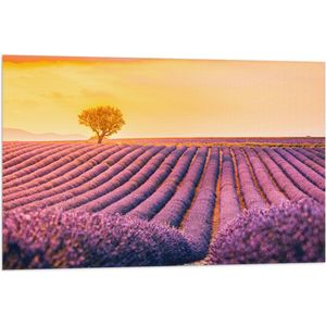 Vlag - Felle Zonsondergang over de Lavendelvelden met Eenzame Boom - 90x60 cm Foto op Polyester Vlag