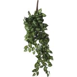 Mica Syngonium hangend groen