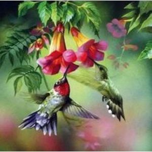 Diamond painting – kleurrijke kolibries – 50x50 cm – vierkante stenen