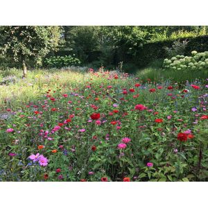 Veldbloemen zaad - Rode en Roze Tinten 1 kilo - 500 m2 - éénjarig bloemenmengsel - rode korenbloem - klaproos - zinnia - bloemenweide - bijen – vlinders
