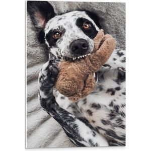 PVC Schuimplaat- Dalmatiër Hond Spelend met Bruine Knuffel - 40x60 cm Foto op PVC Schuimplaat