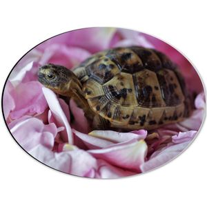 WallClassics - Dibond Ovaal - Schildpad tussen Roze Bloemblaadjes - 40x30 cm Foto op Ovaal (Met Ophangsysteem)